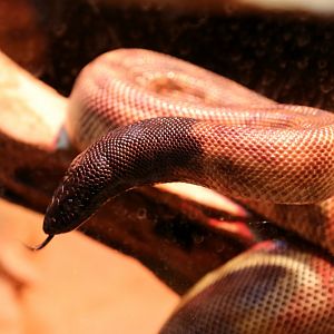 Black-headed Python