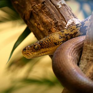 Timor Python (Malayopython timoriensis)