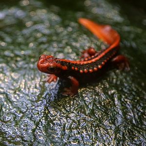 Emperor Newt (Tylototriton shanjing)