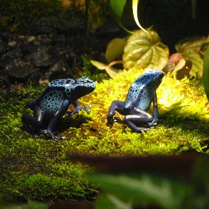 Blue Poison Dart Frog