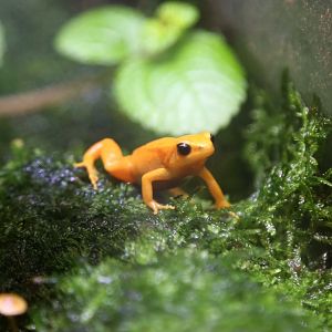 Golden Mantella, April 2018