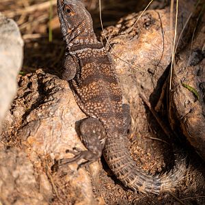 Cuvier’s Madagascar Swift