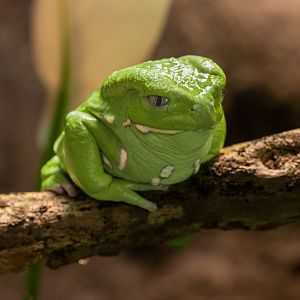 Waxy Monkey Frog