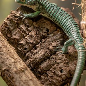 Mexican Alligator Lizard