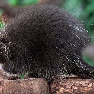 North American Porcupine
