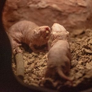 Naked Mole Rats