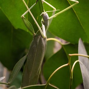 Children’s Stick Insect