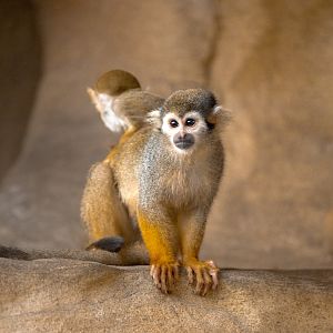 Squirrel Monkey and infant