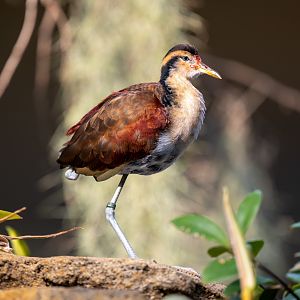 Wattled Jacana