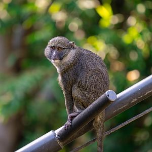 Allen’s Swamp Monkey