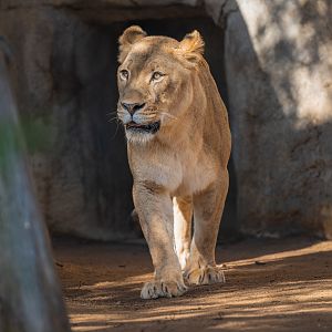 Miss Ellen the African Lion