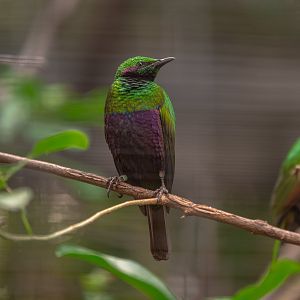 Emerald Starling