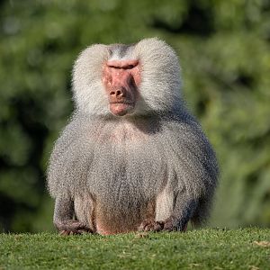 Hamadryas Baboon