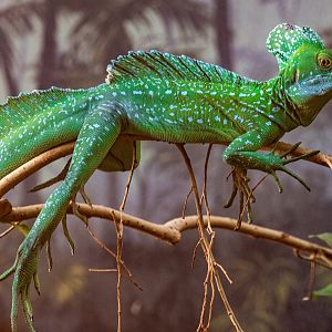Green Crested Basilisk