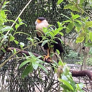 Crested Caracara