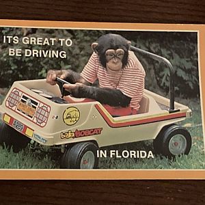 Chimpanzee Driving Car Postcard (1980s)