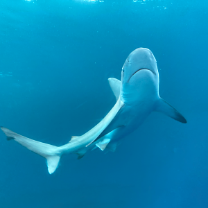 Silky Shark