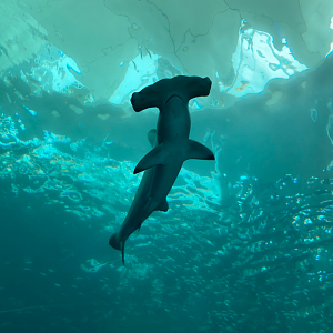 Scalloped Hammerhead Shark