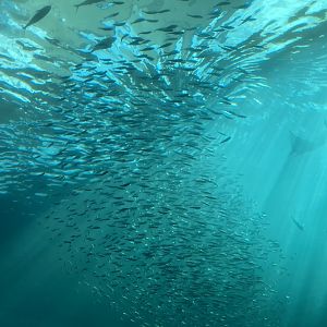 Schooling Fish