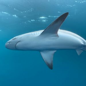 Silky Shark