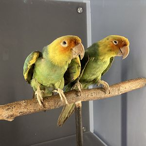 Extinct Carolina Parakeets Taxidermy