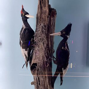 Extinct Ivory Billed Woodpeckers Taxidermy