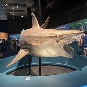 Helicoprion