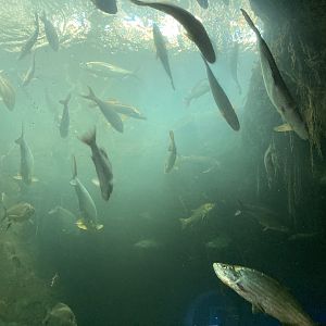 Mangrove Forest Tank