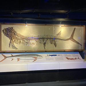 Fish Fossil (Mares antiguos)
