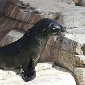 Guadalupe Fur Seal (Arctocephalus townsendi)