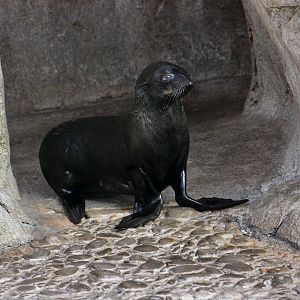 Guadalupe Fur Seal (Arctocephalus townsendi)