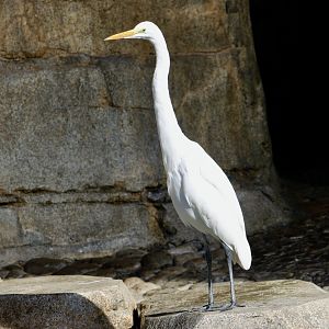 Great Egret (Ardea alba egretta) - wild
