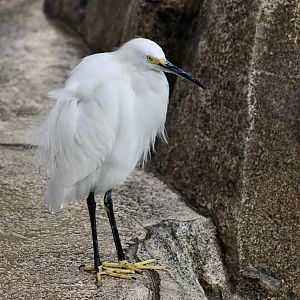 Western Snowy Egret (Egretta thula brewsteri) - wild