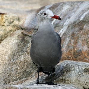 Heermann's Gull (Larus heermanni) - wild