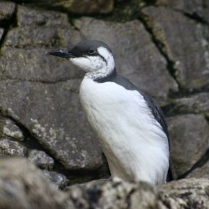 Common Murre (Uria aalge)