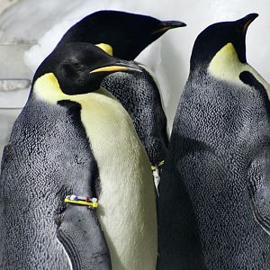Emperor Penguins (Aptenodytes forsteri)