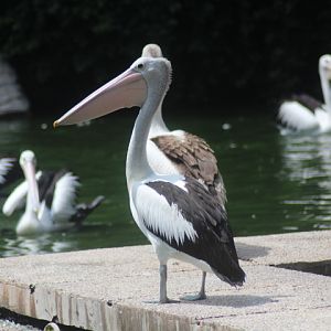 Australian pelican (Pelecanus conspicillatus)