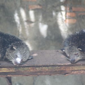 Sumatran binturong (Arctictis binturong niasensis)