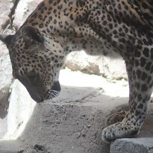 Sri Lankan leopard (Panthera pardus kotiya)