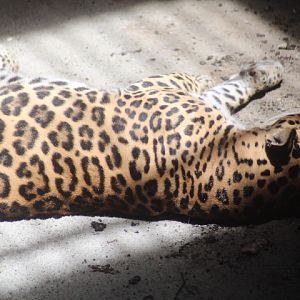 Jaguar (Panthera onca)