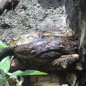 Reticulated python (Malayopython reticulatus)