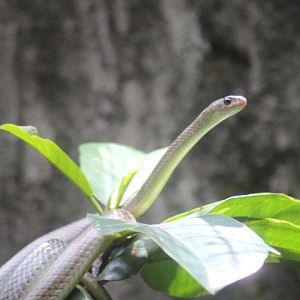 Indo-Chinese rat snake (Ptyas korros)