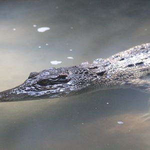 Saltwater crocodile (Crocodylus porosus)