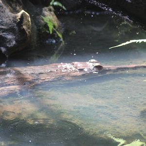 False gharial (Tomistoma schlegelii)