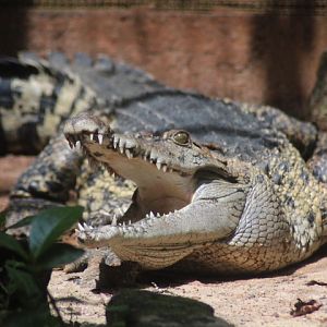 New Guinea crocodile (Crocodylus novaeguineae)