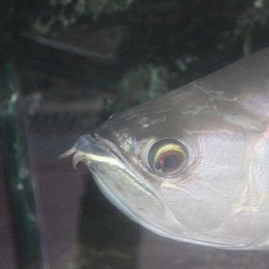 Silver Asian arowana (Scleropages formosus)
