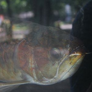 Super red arowana (Scleropages formosus)