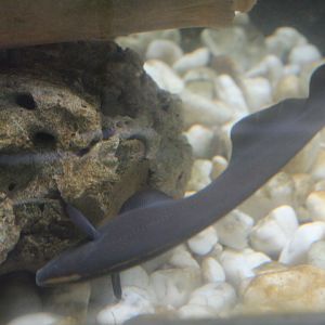 Black ghost knifefish (Apteronotus albifrons)