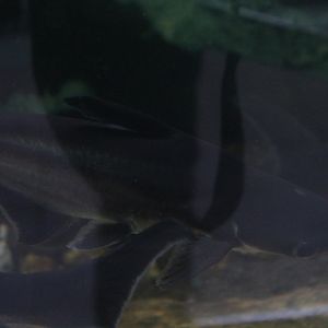 Iridescent shark (Pangasianodon hypophthalmus)