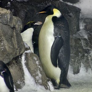 Emperor Penguin (Aptenodytes forsteri) and Macaroni Penguin (Eudyptes chrysolophus)